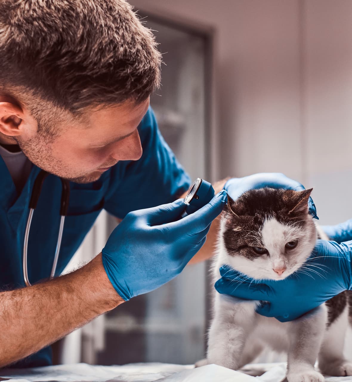  ¿Qué servicios ofrecemos en A Estación Centro Veterinario ?